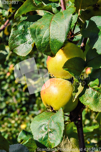 Image of Apples on a branch.