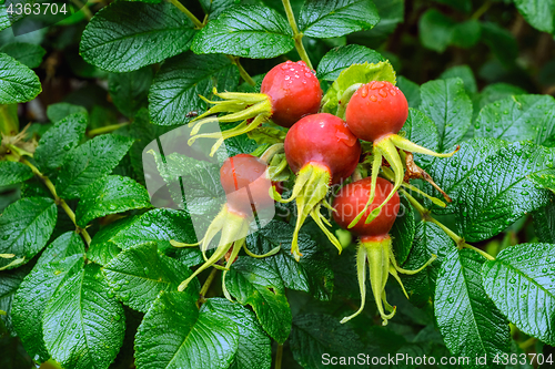 Image of Ripe berry of a dogrose.