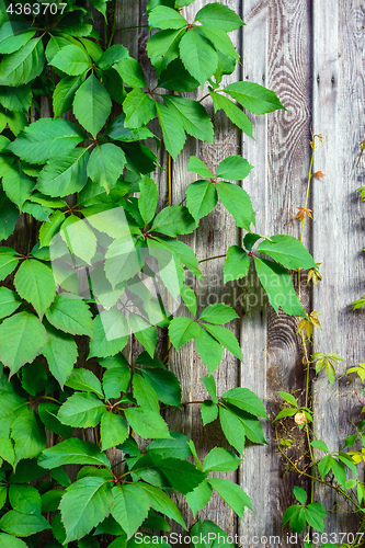 Image of Leaves on wooden background.