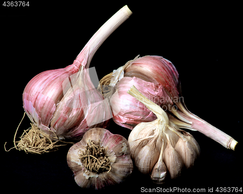 Image of Ripe Dried Garlic