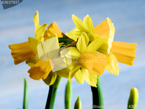 Image of Wild Yellow Daffodils