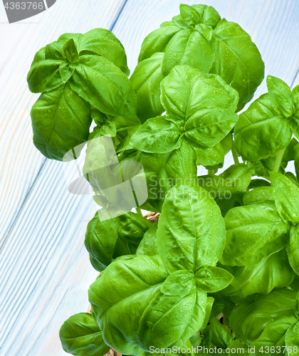 Image of Fresh Green Basil 