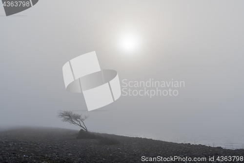 Image of Windblown tree in the mist