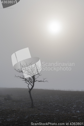 Image of Solitude bare tree in the mist