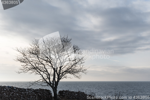 Image of Big bare tree silhouette