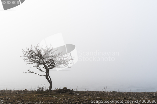 Image of Lone tree in the mist