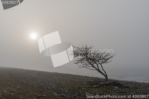 Image of Lone tree silhouette by the coast