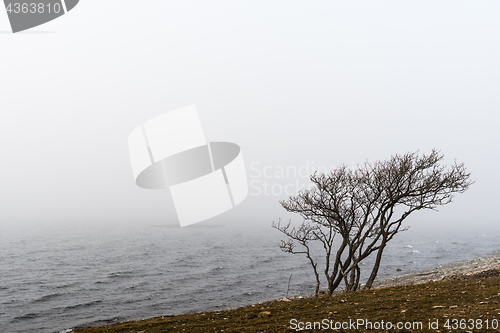 Image of Bare tree by seaside in the mist