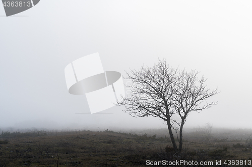 Image of Lone tree in a foggy landscape