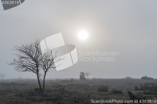 Image of Great plain misty landscape