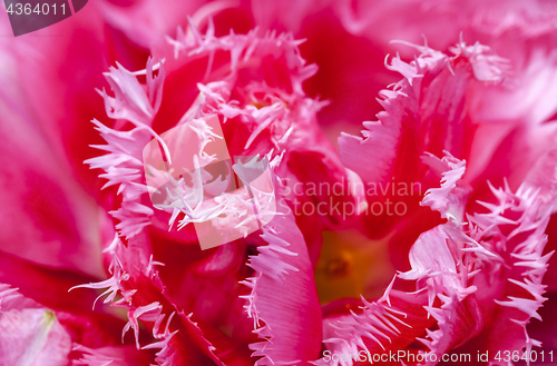 Image of Pink Explosion