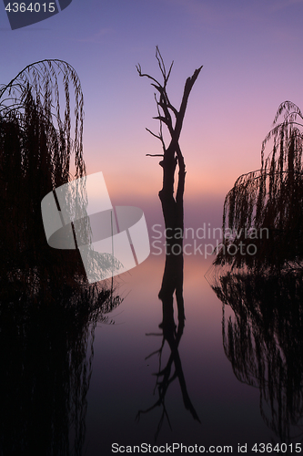 Image of Foggy silhouetted trees on he lake at sunrise