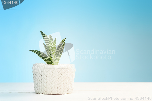 Image of Agave in pot