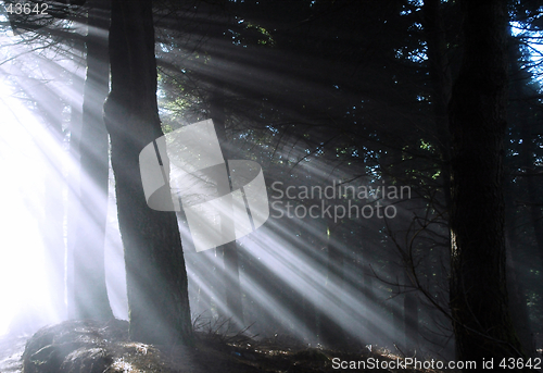 Image of sunbeams in the forest