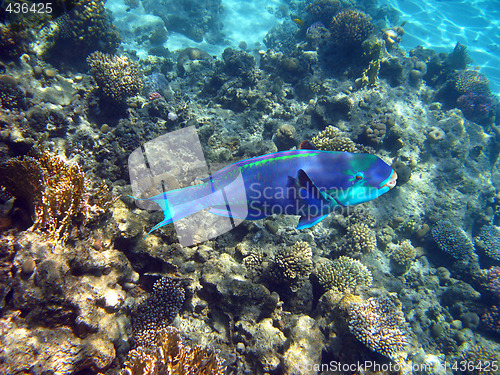 Image of Parrot fish