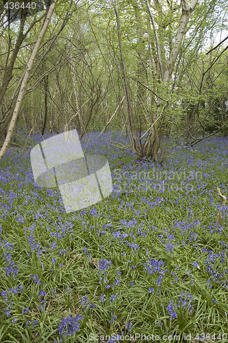 Image of Bluebell