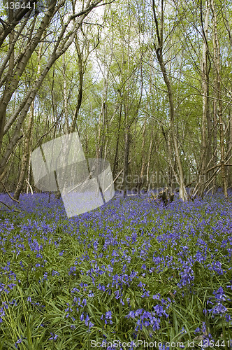 Image of Bluebell