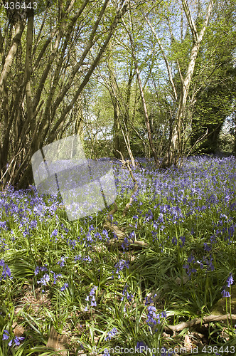 Image of Bluebell