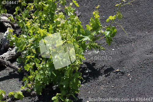 Image of Wine grapes grow on logs in the lava sands of Lanzarote.