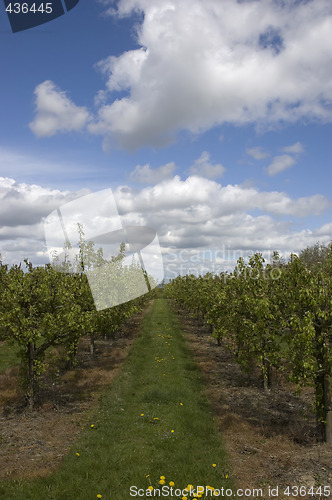 Image of Apple orchard