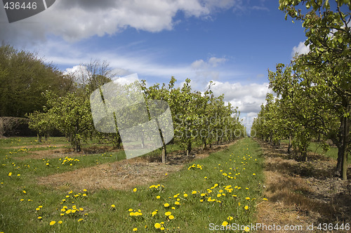 Image of Apple orchard