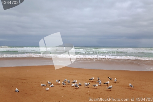 Image of Sandy beach with seagulls