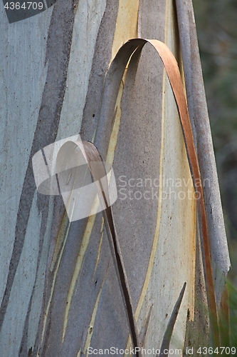 Image of Tree Trunk Closeup