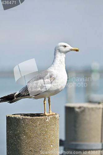 Image of Seagull