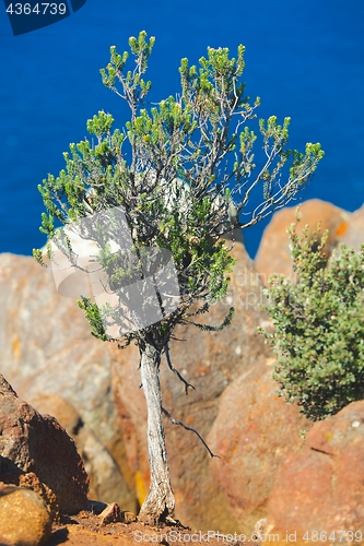Image of Tree on ocean cliff