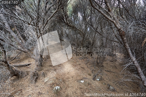 Image of Path deep into dried out forest