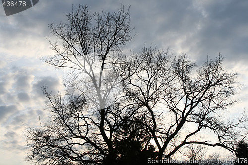 Image of lonely tree at cloudy sky