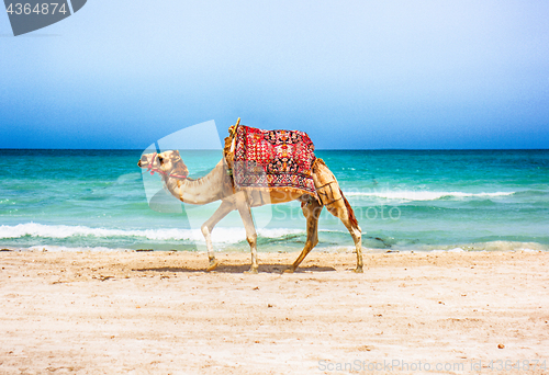 Image of camel on the beach 