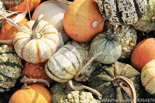 Image of autumn pumpkins texture