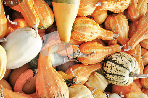 Image of autumn pumpkins texture
