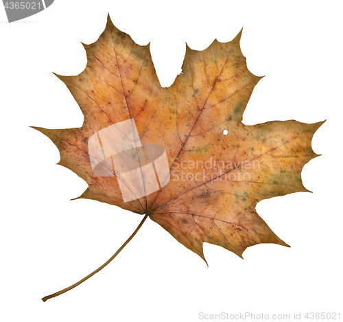 Image of maple leaf