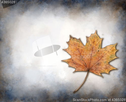 Image of maple leaf