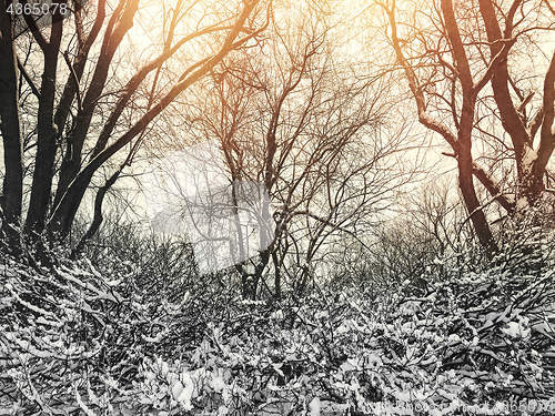 Image of Winter trees in sunset