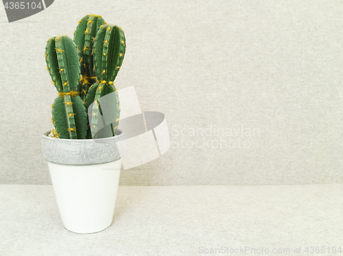 Image of Artificial cactus in white pot