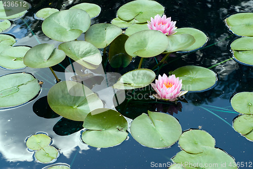 Image of Lily Pads