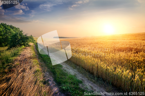 Image of Wheat in evening