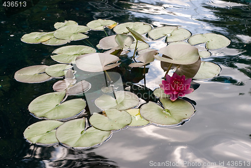 Image of Water Lilly