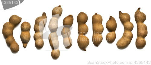 Image of Raw tamarind fruits