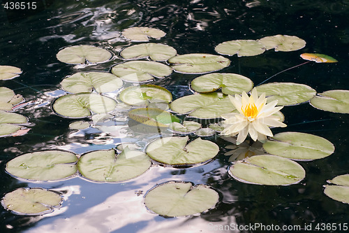 Image of Lilly Pads