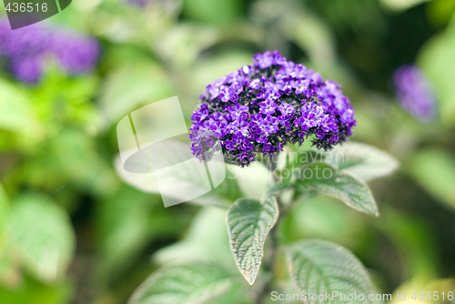 Image of Small Blue Flowers