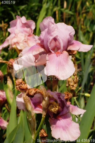 Image of Pink Flower