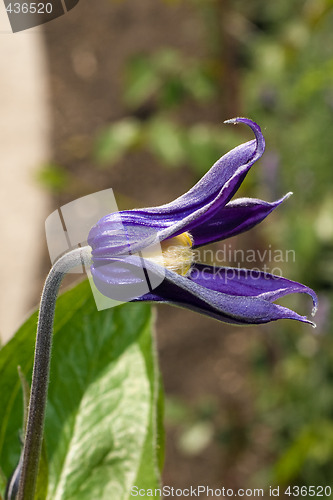 Image of Purple Flower