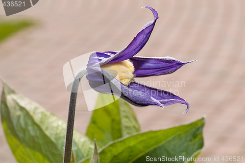 Image of Purple Flower