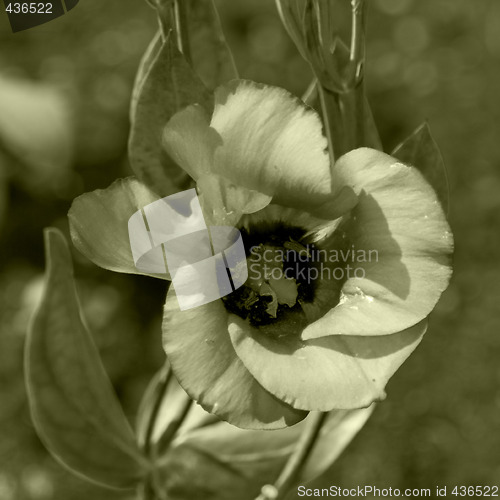 Image of Soft Flower