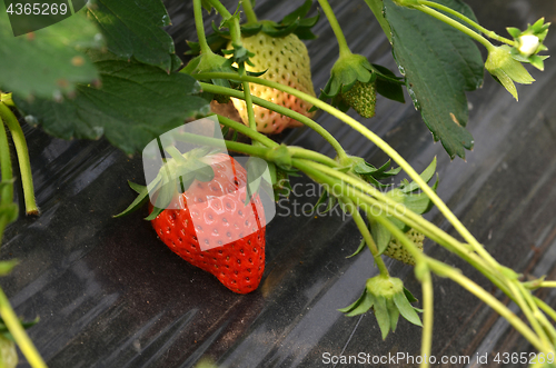 Image of Fresh strawberries that are grown organic farm