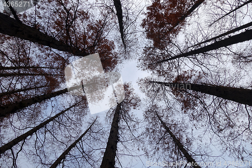 Image of Tree tops are illuminated by the setting sun